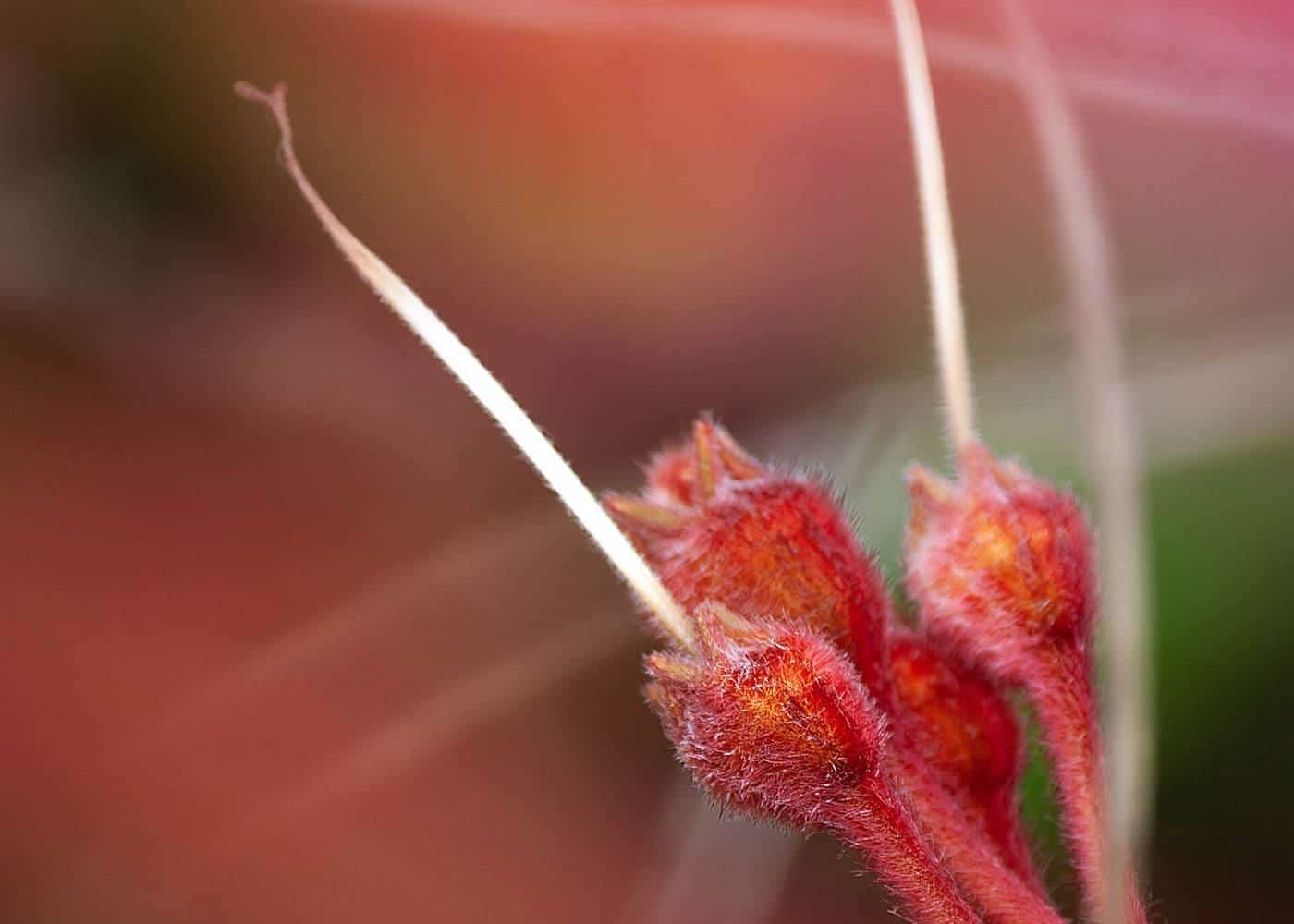 Red and green kangaroo paw flowers