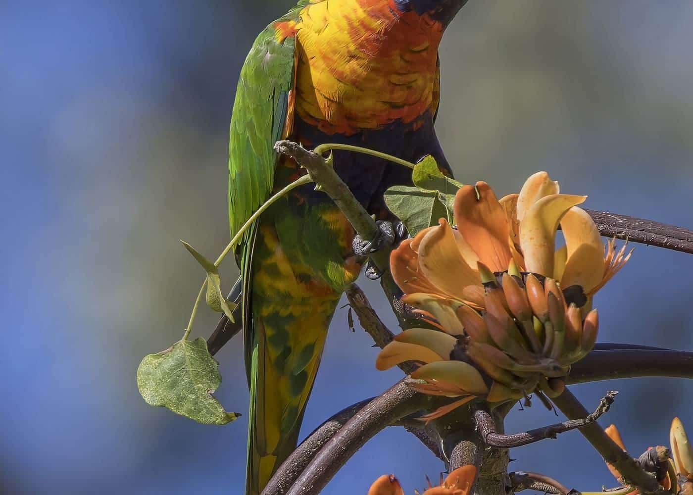 A rainbow lorikeet perched on a branch