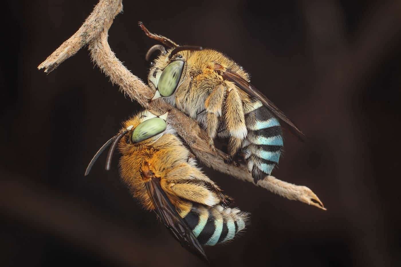 A blue-banded bee hovering near a flower