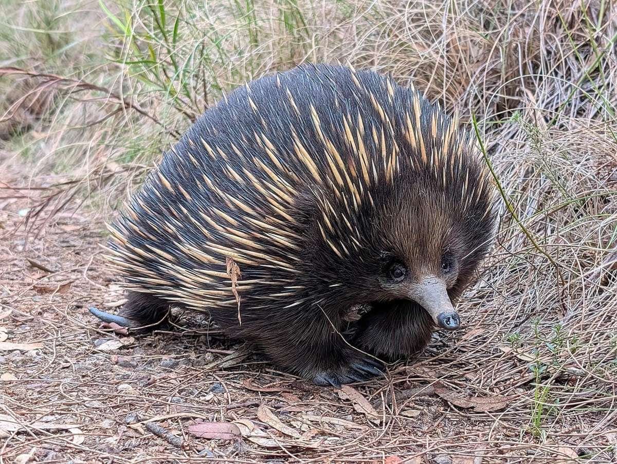 A short-beaked echidna walking through dry grass