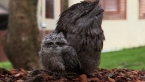 Tawny Frogmouths on Wood Chip Pile
