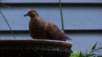Brown Pigeon