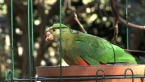 Female King Parrot