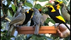 Regent Bowerbirds