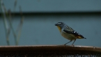 Spotted Pardalote
