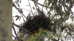 Grey Goshawk Nest