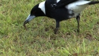 Australian Magpie With Food