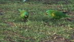 Scaly-breasted Lorikeets