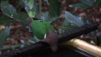 Brown-capped Emerald Dove Drinking