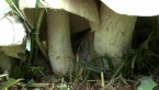 Tropical Fungi