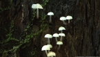Fungi in Rainforest