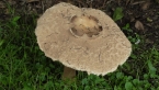 Agaric Fungus
