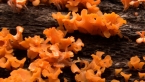Edible Jelly Fungus