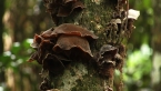 Jelly Ear Fungus