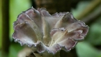Fungus in Rainforest