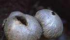 Pear-shaped Puffballs