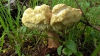 Roadside Fungus