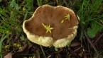 Roadside Fungus
