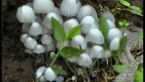 Inky Cap Fungi