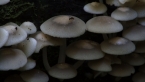 Luminescent Fungi