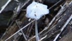Inky Cap Fungus