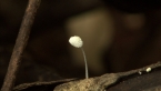 Mycenoid Mushroom