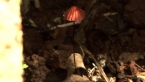Marasmioid Fungus