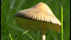 Deep Root Mushroom