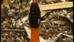 Red Stinkhorn Fungus