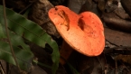 Rainforest Fungus
