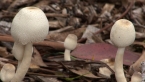 Gilled Mushroom
