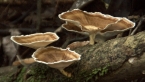 Spinning Top Fungi