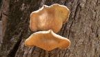 White-rot Fungi