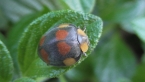 Large Leaf-eating Ladybird