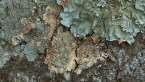 Lichen on Tree