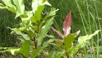 Green Tamarind