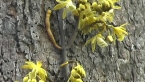 Climbing Orchid