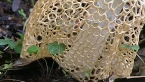 Crinoline Stinkhorn Fungus