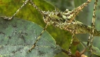 Spiny Rainforest Katydid