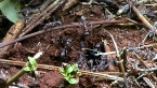 Jumper Ants Nest