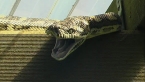 Carpet Python - Yawn or Threat?