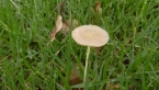Yellow Fieldcap Mushroom