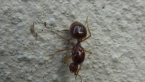 Funnel Ant Queen