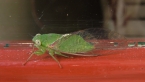 Lesser Bottle Cicada