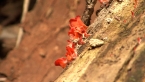 Fungi Puzzle