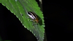 Kangaroo Vine Leaf Beetle