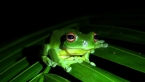 Orange-eyed Treefrog