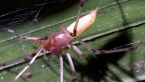 Eutichurid Spider