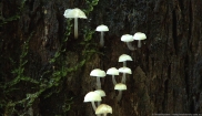 Fungi in Rainforest