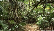 Vine Thicket, Palm Grove National Park